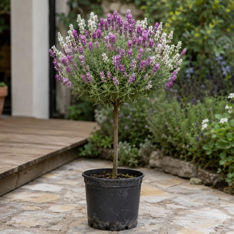 Lavanda Pomisor Aloita - Mov si Alb