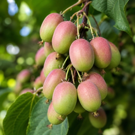 Kiwi Pom Fructifer Geneva - la Ghiveci