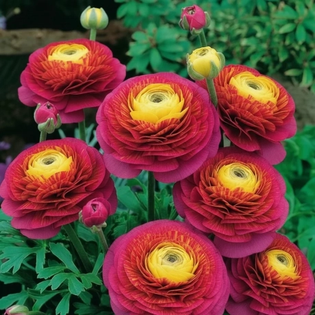 Ranunculus Tigre