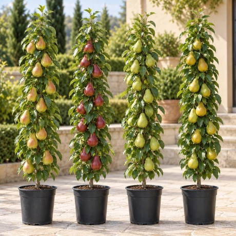 Pachet Promo - 4 Peri Columnari Premium