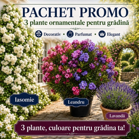 Pachet Gradina Parfumata - 3 Plante Ornamentale