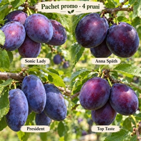 Pachet Promo - 4 Pruni Premium