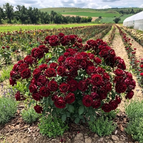 Trandafiri Dark Purple - la Ghiveci