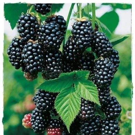 Arbust fructifer - Dud Negru Tip Pom Anul 3 cu Radacina Impachetata