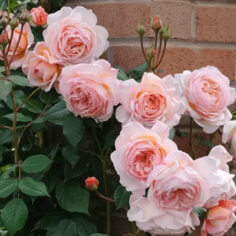Trandafir Catarator David Austin - A Shropshire Lad - anul 3 la Ghiveci