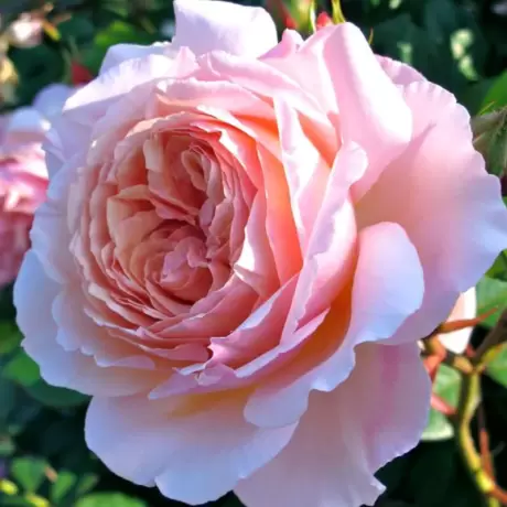 Trandafir Catarator David Austin - A Shropshire Lad - anul 3 la Ghiveci