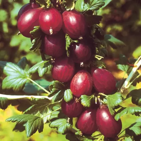 Arbust Fructifer - Agris Rosu Tufa la Ghiveci