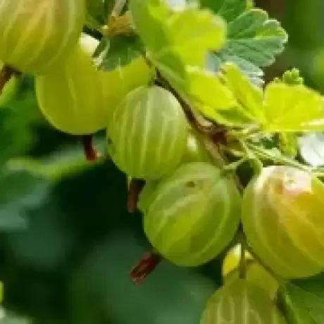 Arbust Fructifer - Agris Verde Tip Tufa la Ghiveci