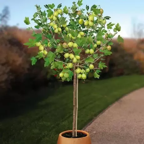 Arbust Fructifer - Agris Verde tip Pom pe Picior la Ghiveci