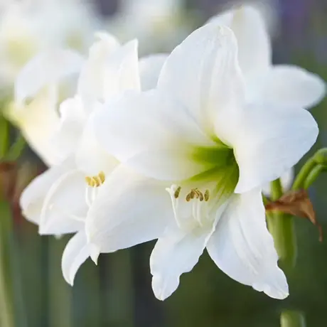 Bulbi de Amaryllis - Hippeastrum White