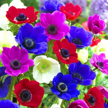 Bulbi de Anemone Mix