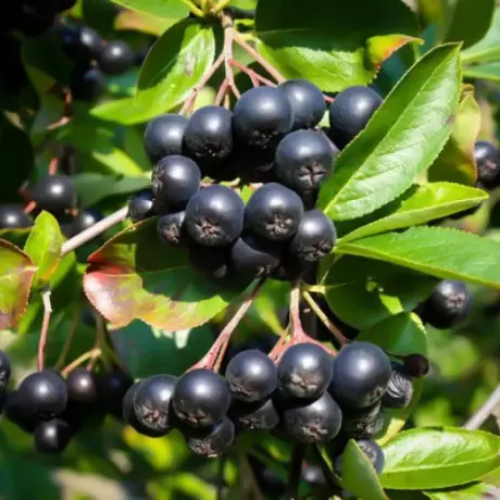 Arbust Fructifer - Aronia Nero Tufa la Ghiveci