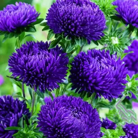 Aster Chinese Blue