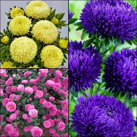 Aster Mix 1