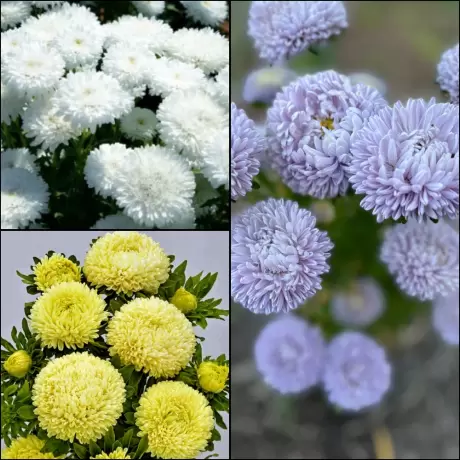 Aster Mix 2