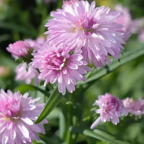 Aster Pink
