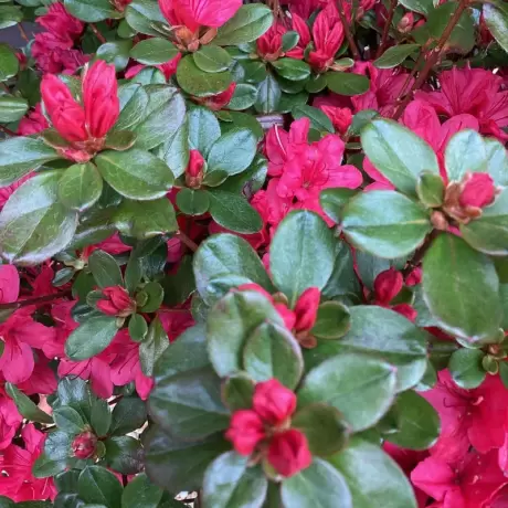 Azalea Japonica - Hino Crimson la Ghiveci