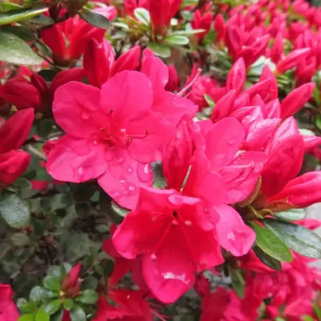 Azalea Japonica - Hino Crimson la Ghiveci