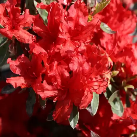 Azalea Japonica - Hot Shot Variegata la Ghiveci