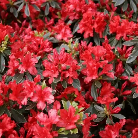 Azalea Japonica - Hot Shot Variegata la Ghiveci