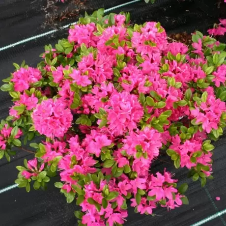 Azalea Japonica Kermesina Rosa la Ghiveci