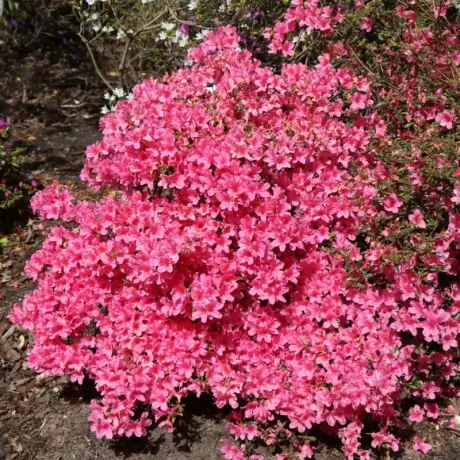 Azalea Japonica - Madame Van Hecke la Ghiveci
