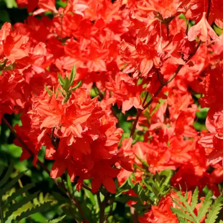 Azalea Mollis Feurwerk la Ghiveci
