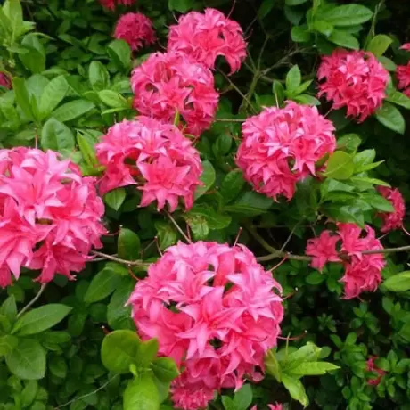 Azalea Mollis Homebush la Ghiveci