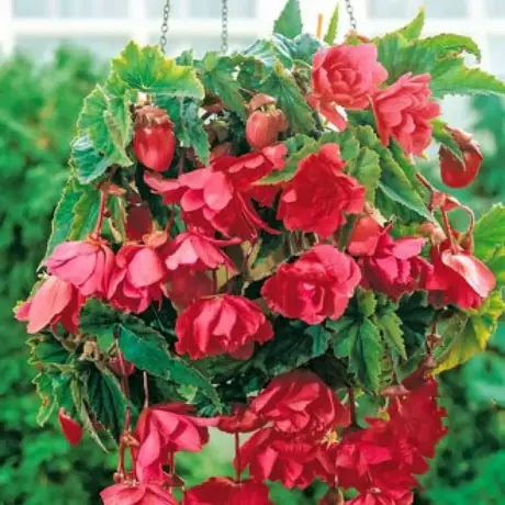 Bulbi de Begonie Pendula Pink