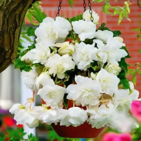 Begonie Pendula White
