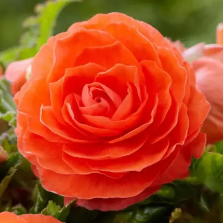 Bulbi de Begonie Double Orange