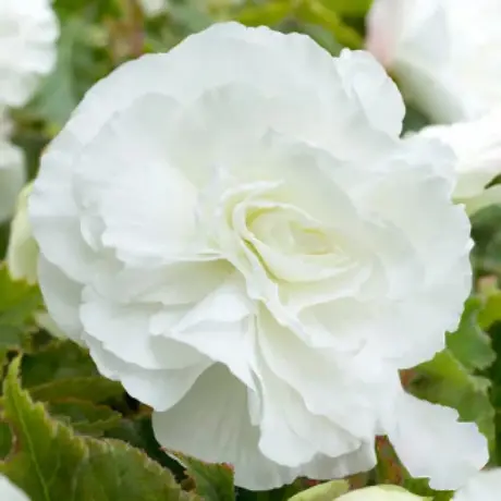 Bulbi de Begonie Double White