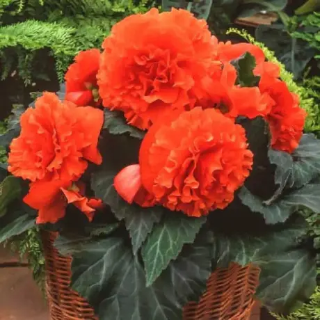 Bulbi de Begonie Fimbriata Orange