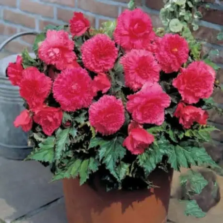 Bulbi de Begonie Fimbriata Pink
