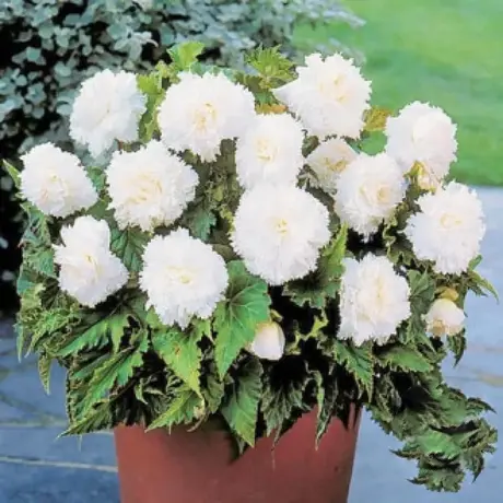 Bulbi de Begonie Fimbriata White