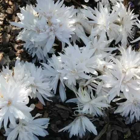 Bulbi de Branduse de Toamna - Colchicum Gigant - Albe