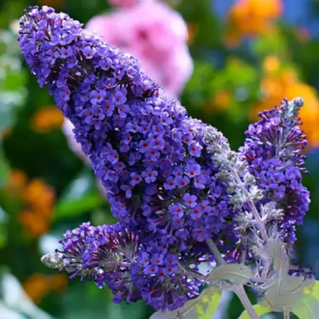 Buddleja Davidii Papillon Bleu