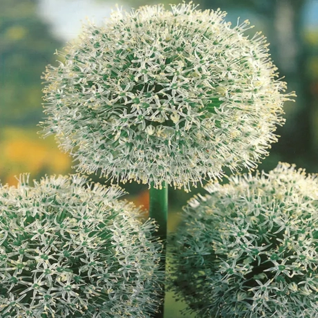 Bulbi de Allium Mont Blanc