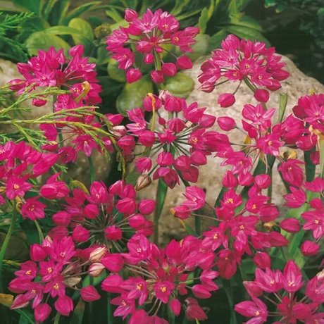 Bulbi de Allium Oreophilium