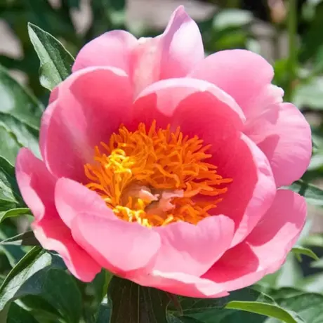 Rizomi de Bujor Lovely Rose