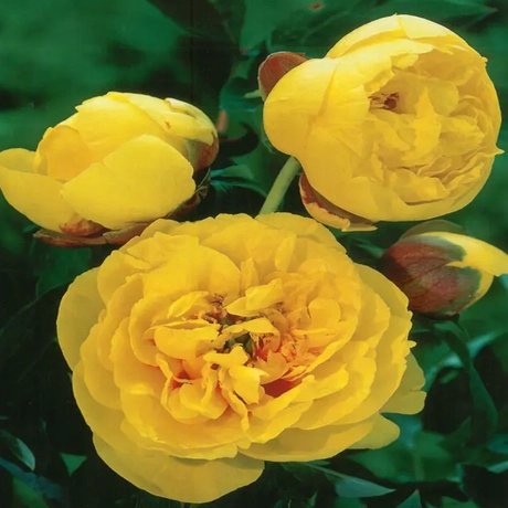 Rizomi de Bujor Yellow Crown