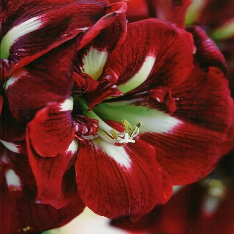 Bulbi de Amaryllis - Hippeastrum Barbados