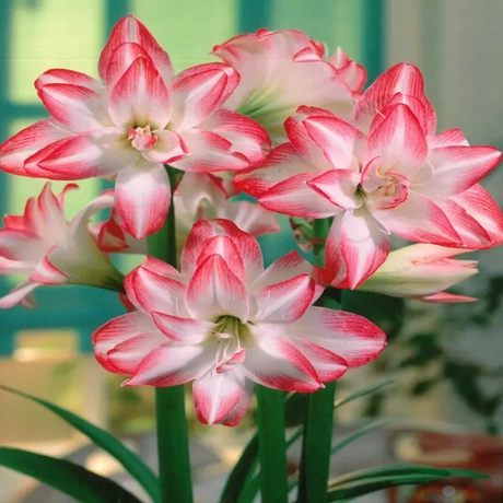 Bulbi de Amaryllis - Hippeastrum Peacock