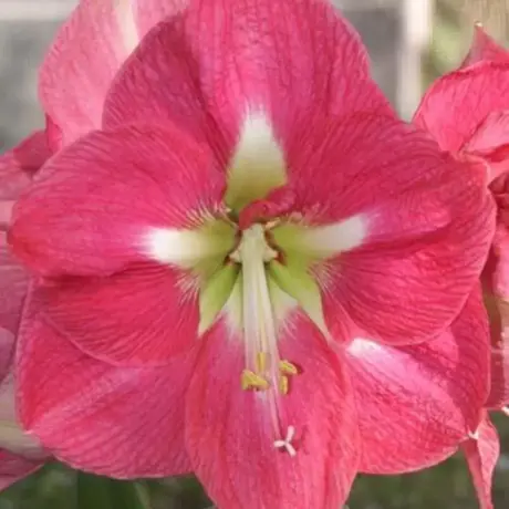 Bulbi de Amaryllis - Hippeastrum Lambada