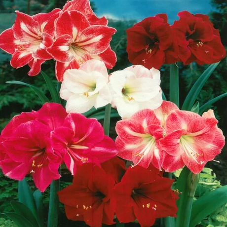 Bulbi de Amaryllis - Mix 1