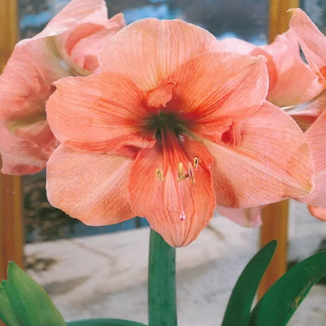 Bulbi de Amaryllis - Hippeastrum Orange