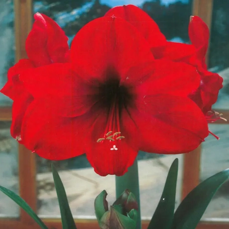 Bulbi de Amaryllis - Hippeastrum Red
