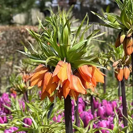 Bulbi de Fritillaria Aurora