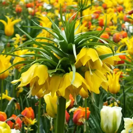 Bulbi de Fritillaria Lutea