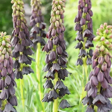 Bulbi de Fritillaria Persica